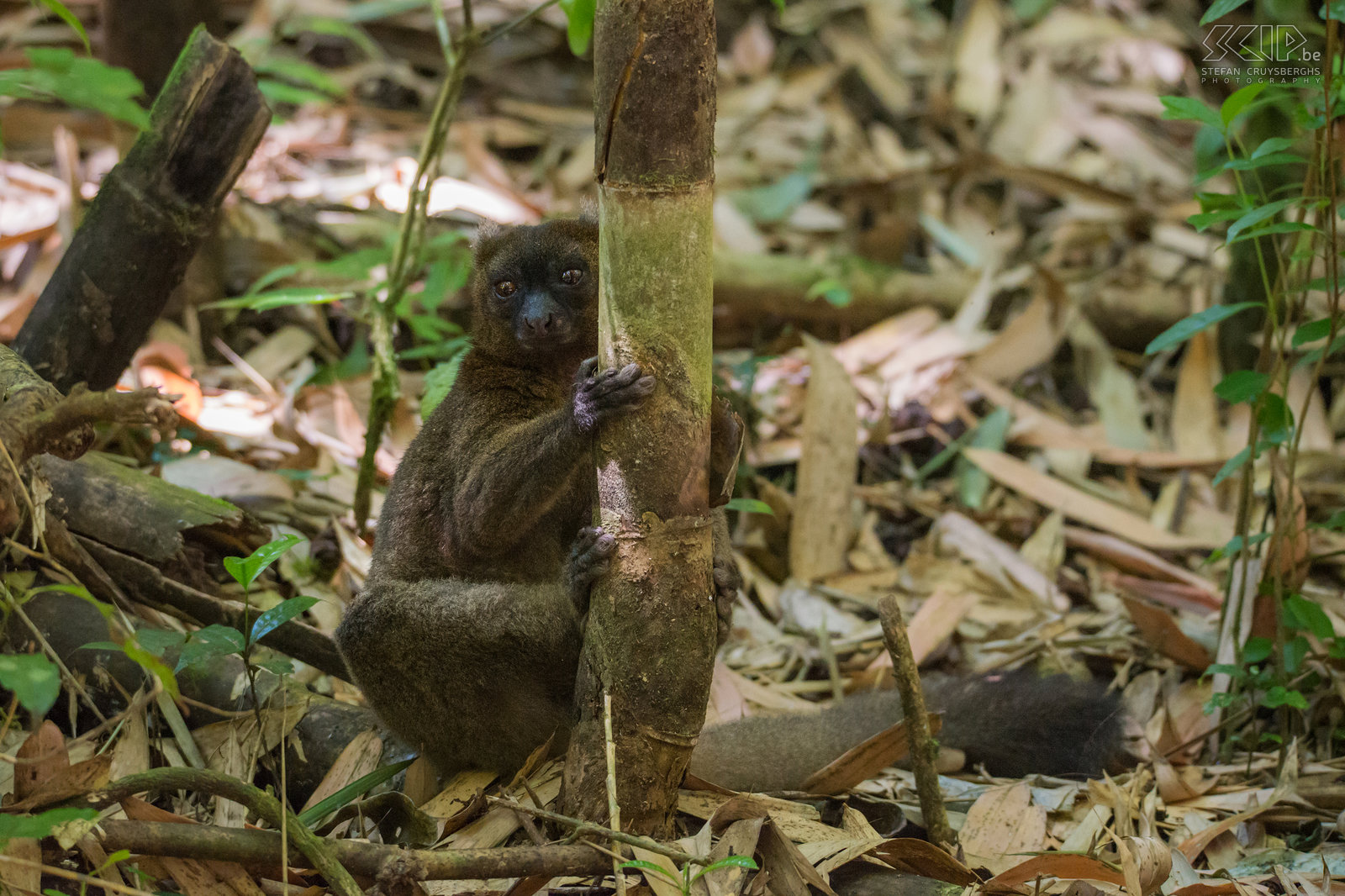 Ranomafana - Breedsnuithalfmaki  De breedsnuithalfmaki (Greater bamboo lemur, Prolemur simus) is de grootste halfmaki of bamboemaki en een van 's werelds meest bedreigde primaten. Ze leven in groepen tot 28 individuen en ze voeden zich alleen met bamboe bladeren en scheuten. Stefan Cruysberghs